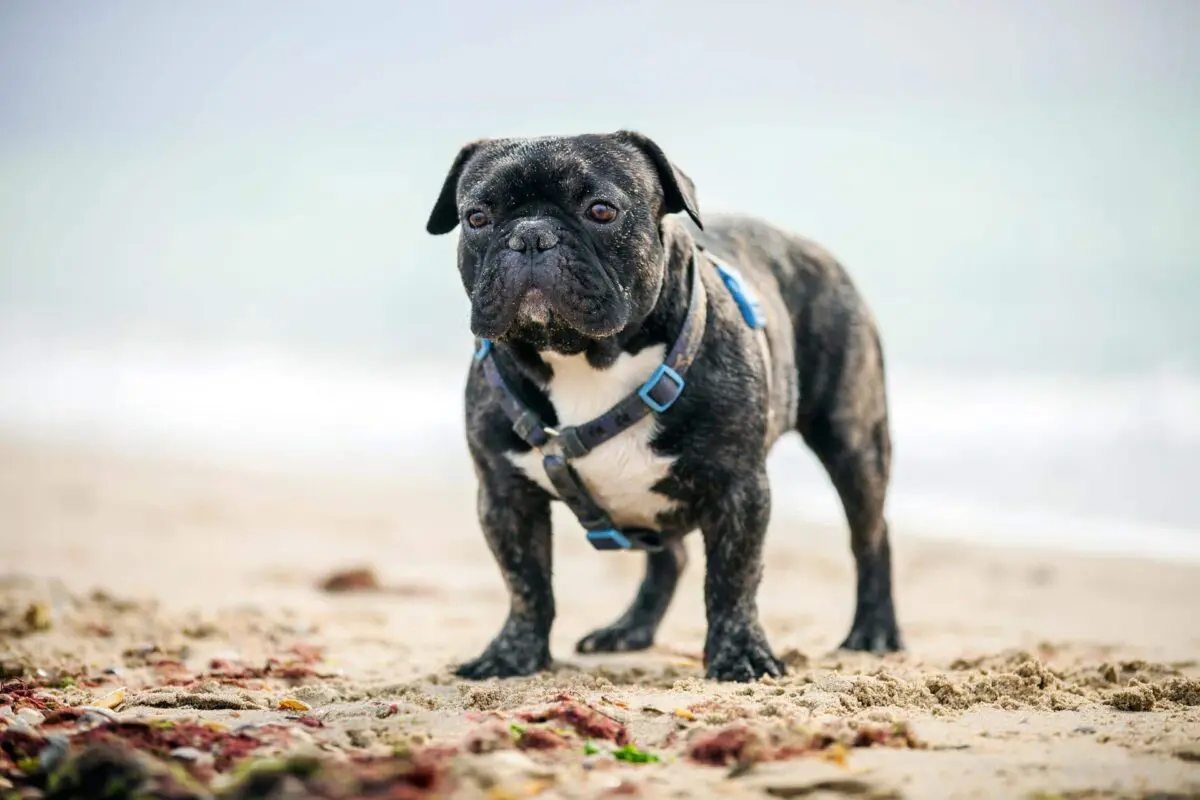 Rüde, Französische Bulldogge