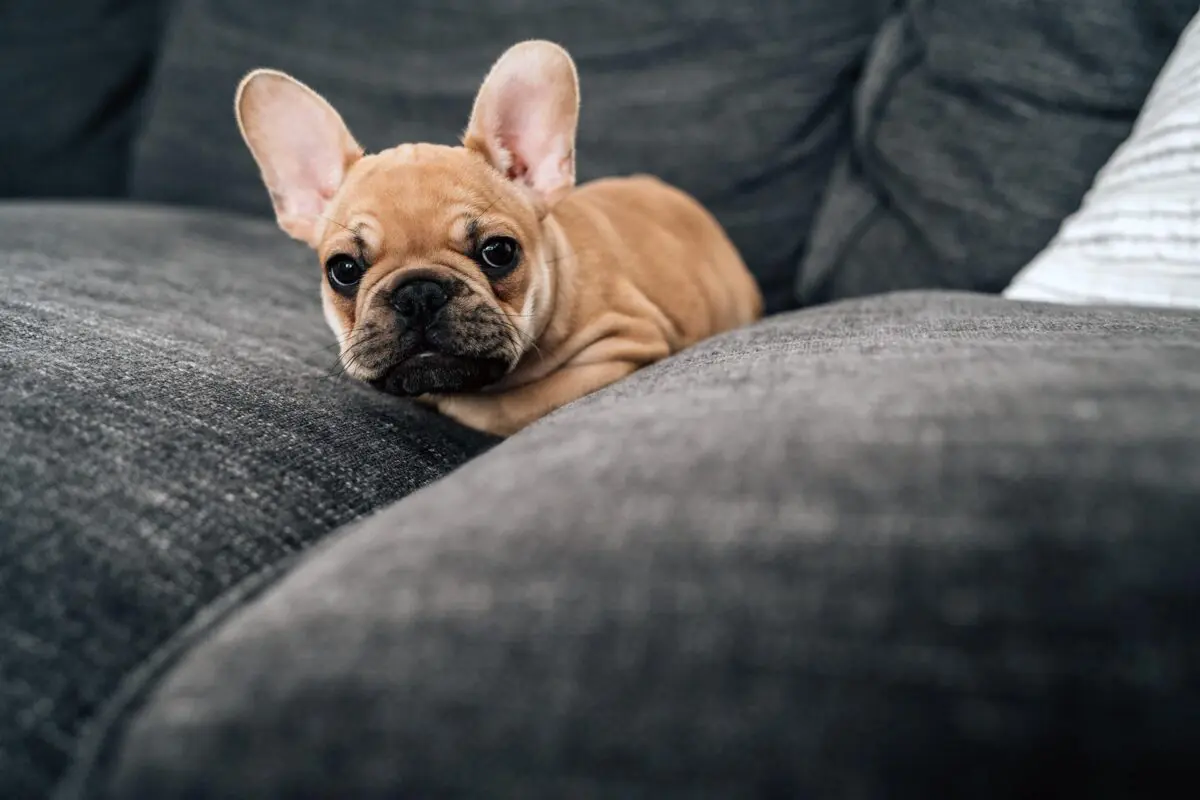 Welpe, Französische Bulldogge