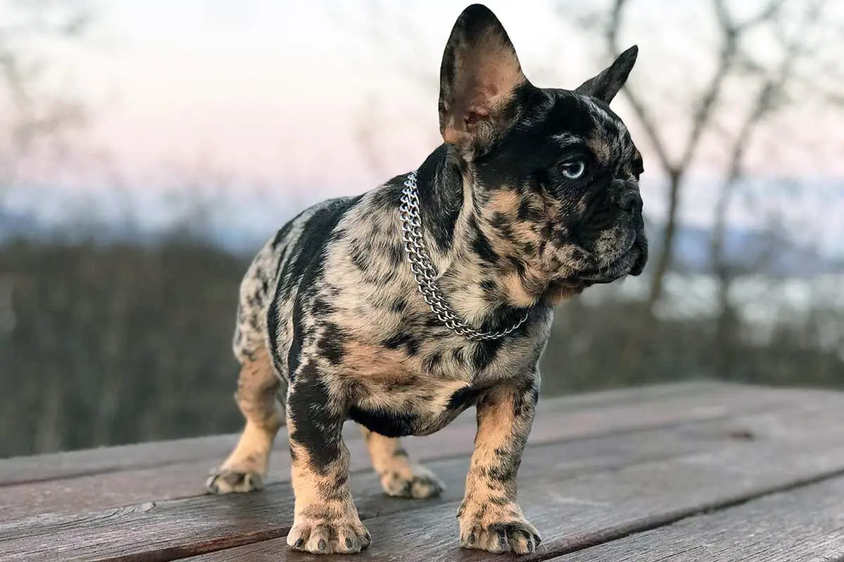 Französische Bulldogge Merle