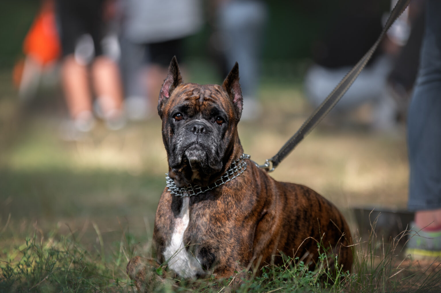Bulldoggen alle Infos & 14 Rassen im Überblick