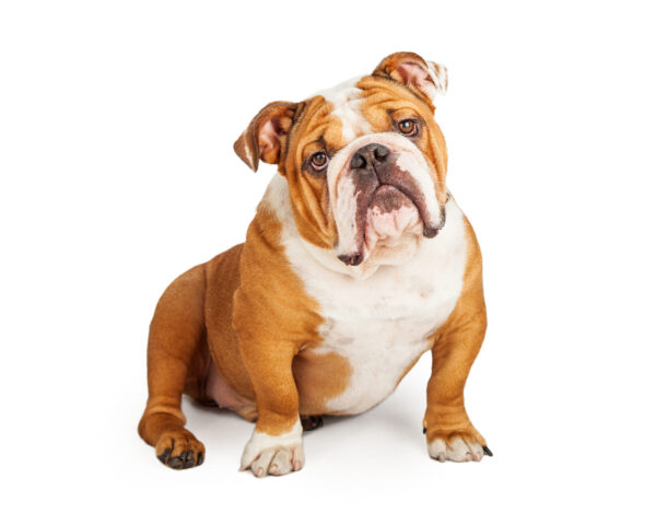 Französische Bulldogge kaufen: Das müssen Sie beachten